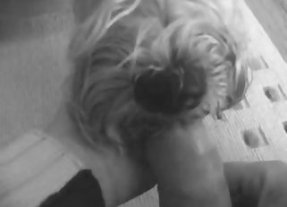 B&W POV blowjob from a pooch