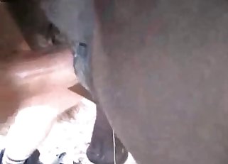 Horse's asshole covered in human jizz