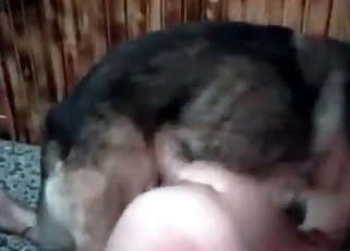 Çoban köpeğ
